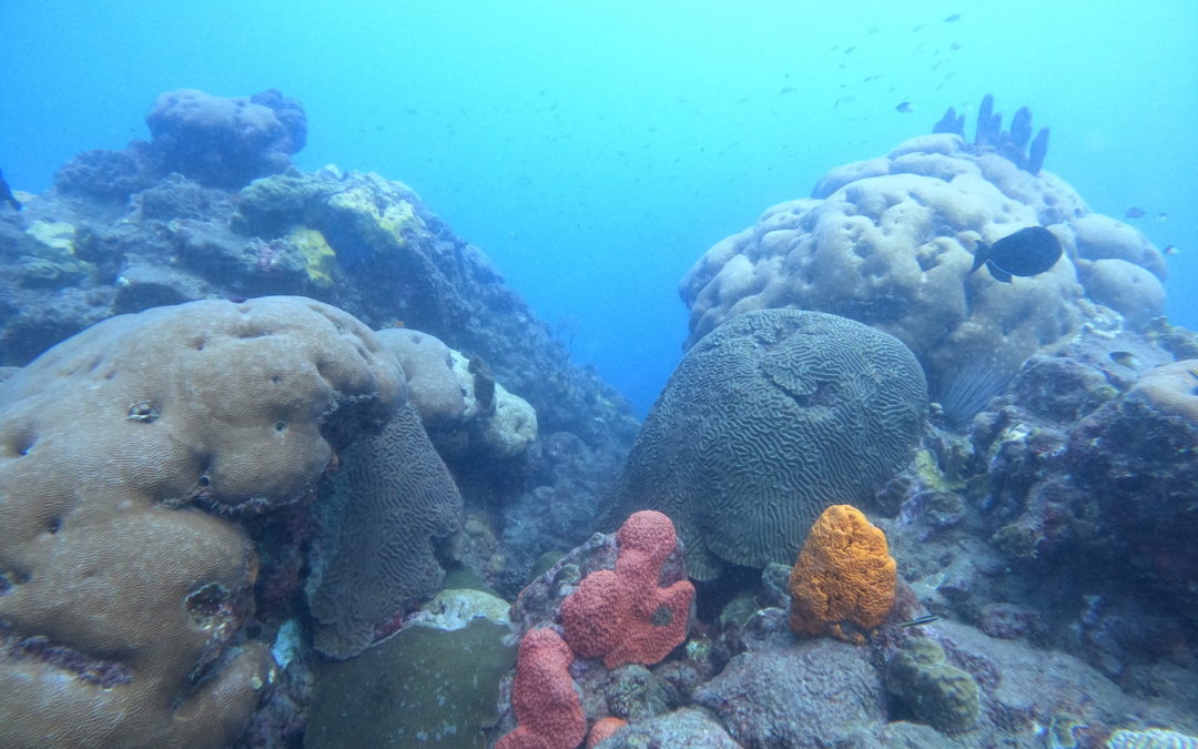 Diving the Wild Side: Sea Fantasea and Boulder Town